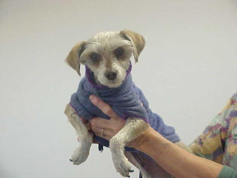 Montrose Animal Control Adoption Search Results