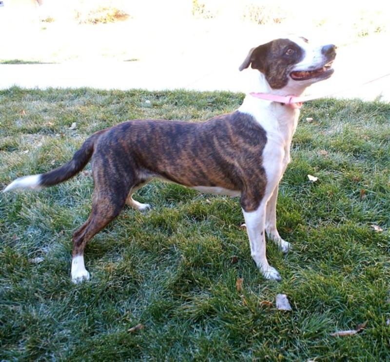 Montrose Animal Control Adoption Search Results