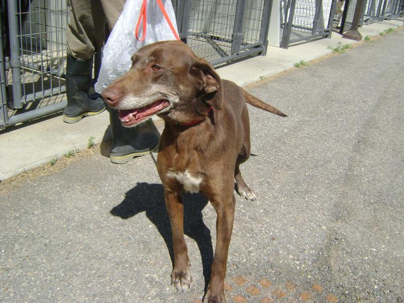 Montrose Animal Control Adoption Search Results