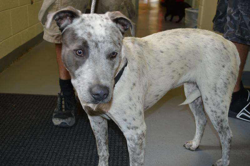 Montrose Animal Control Adoption Search Results