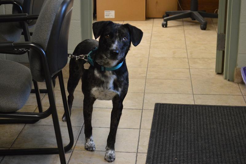 Montrose Animal Control Adoption Search Results