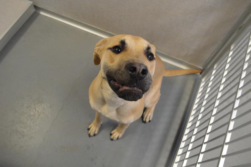 Montrose Animal Control Adoption Search Results