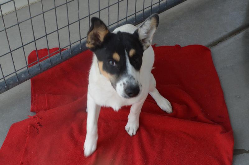 Montrose Animal Control Adoption Search Results