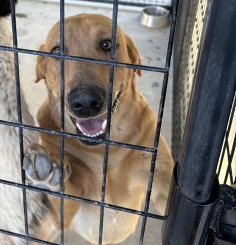Montrose Animal Control Adoption Search Results